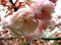 prunus fugenzo.JPG
